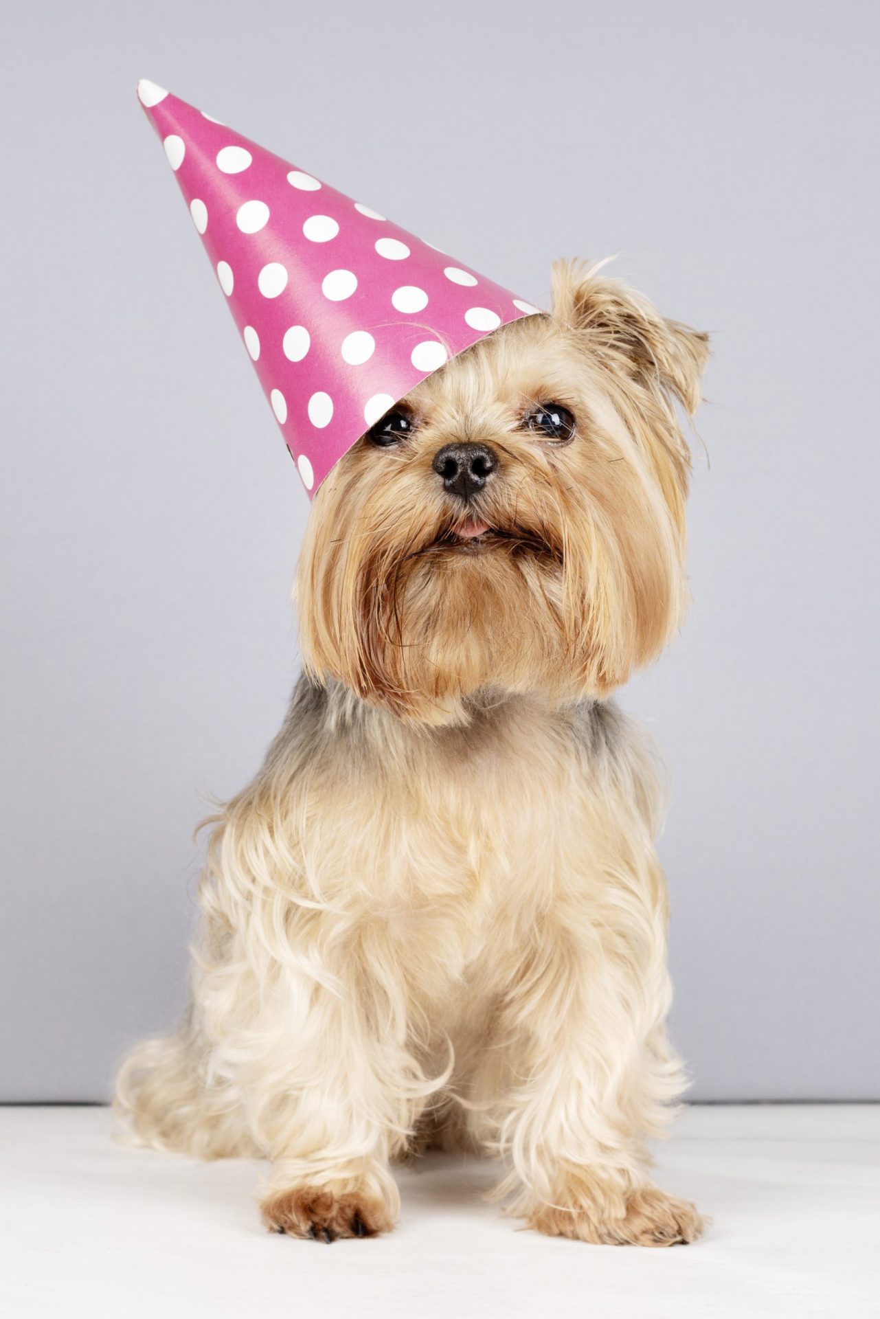 lovely pet portrait isolated11 1 scaled