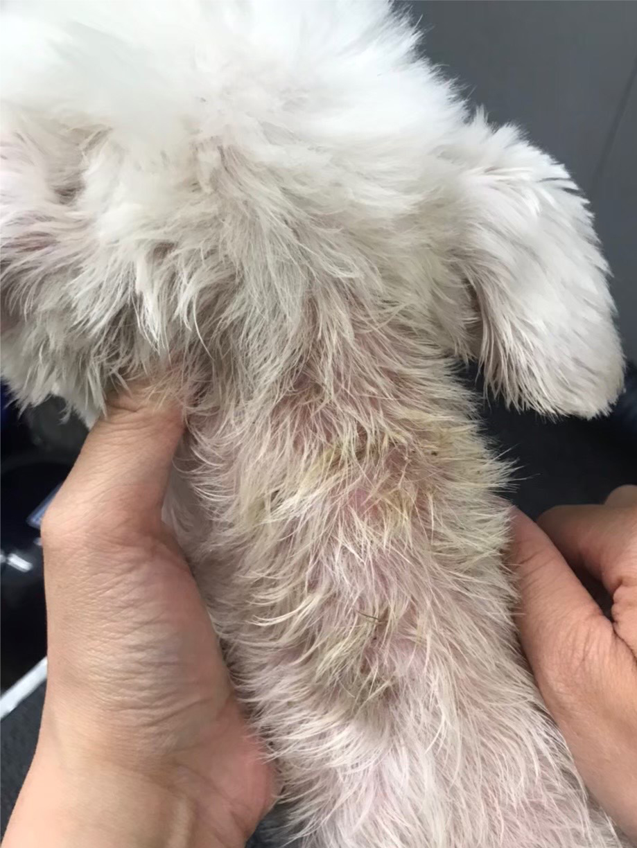 狗尾草寵物美容-皮膚調理