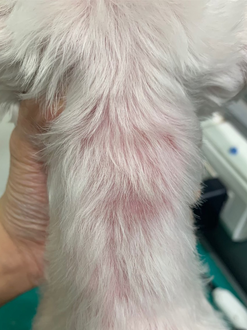 狗尾草寵物美容-皮膚調理