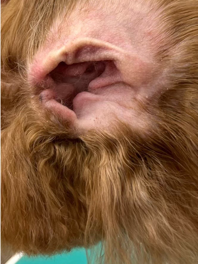 狗尾草寵物美容-皮膚調理