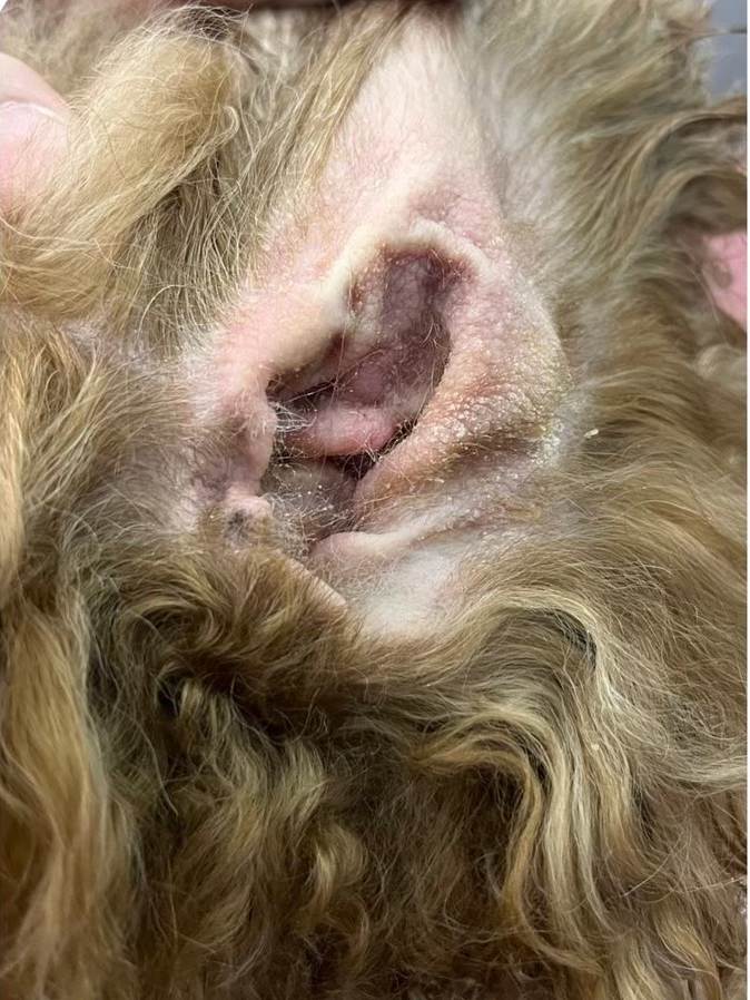 狗尾草寵物美容-皮膚調理