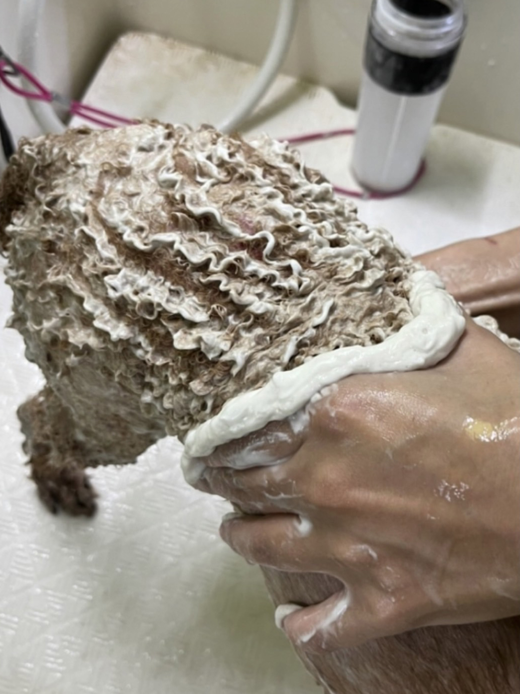 狗尾草寵物美容-皮膚護理