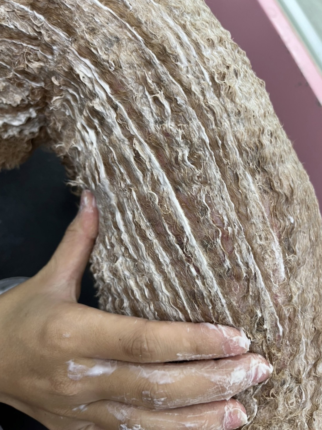 狗尾草寵物美容-皮膚護理