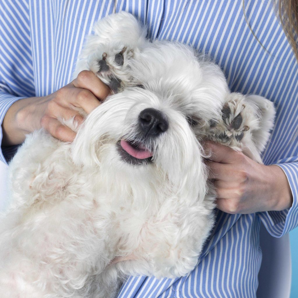 woman holding her cute dog 1 1 1